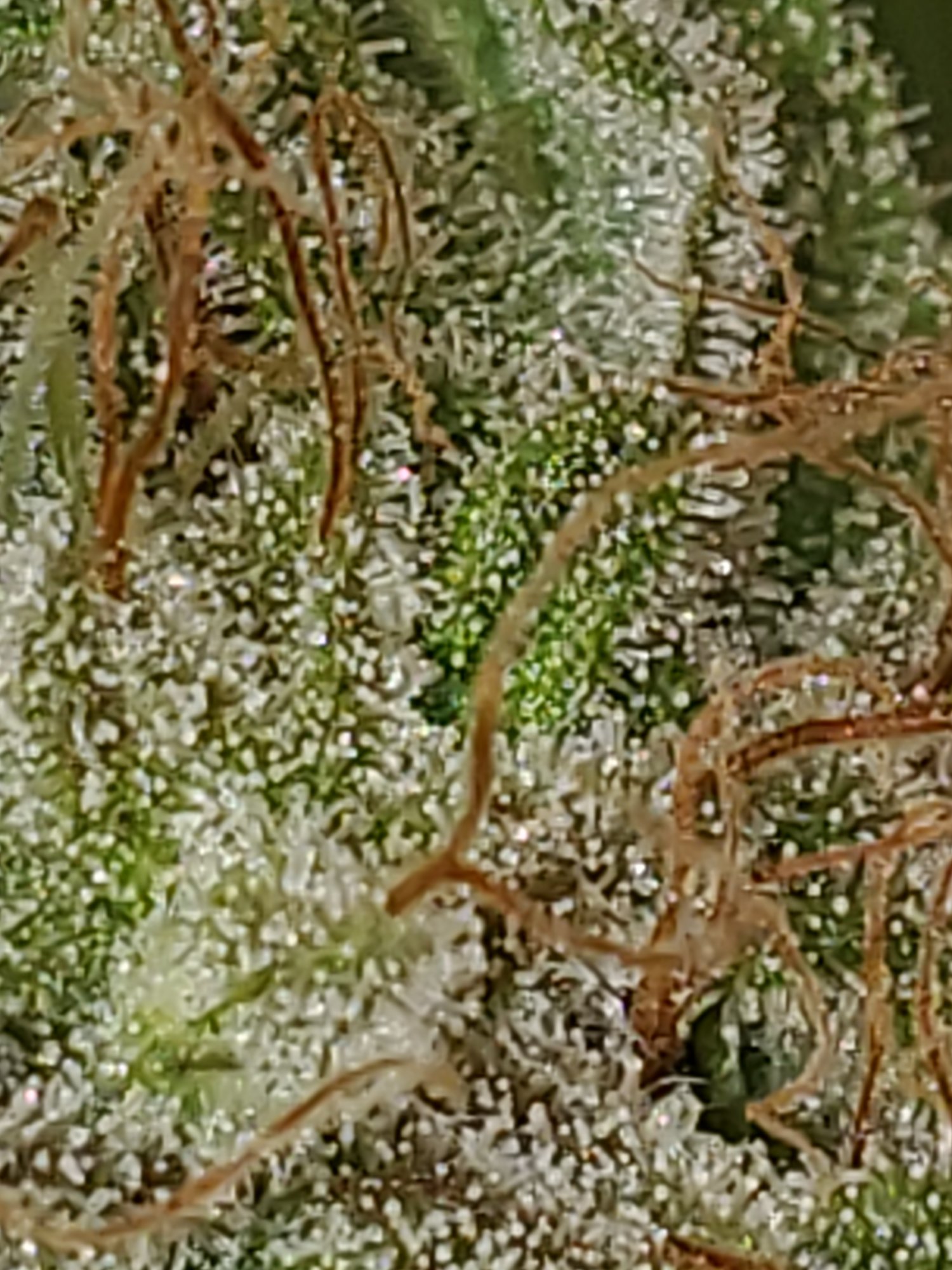 Trichomes are these cloudy or clear 6