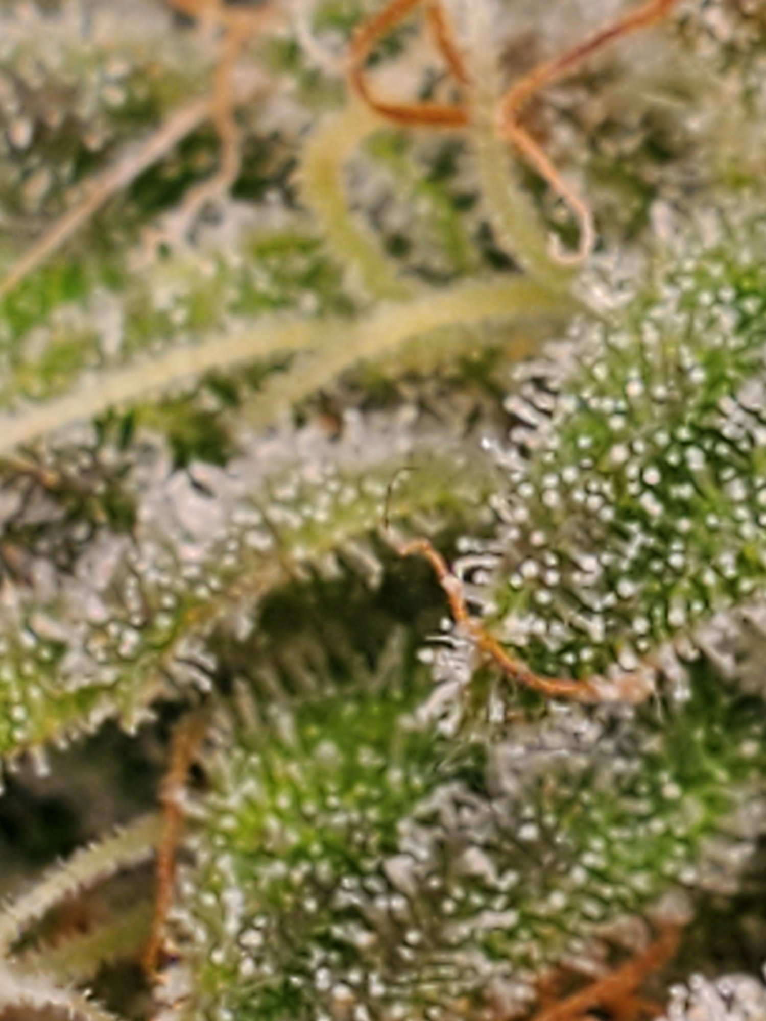 Trichomes are these cloudy or clear 7