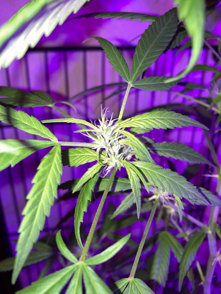 Trichomes but little buds around them 3