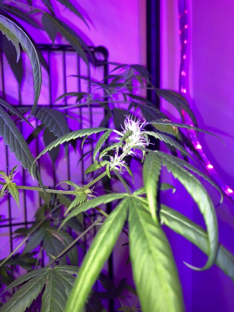 Trichomes but little buds around them 4