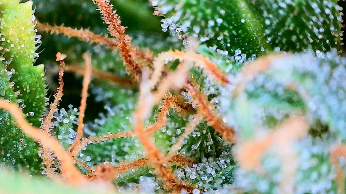 Trichomes day 68   1