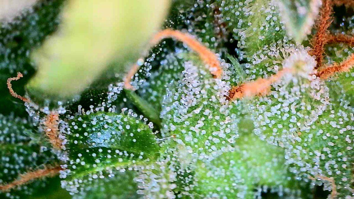 Trichomes day 68   2