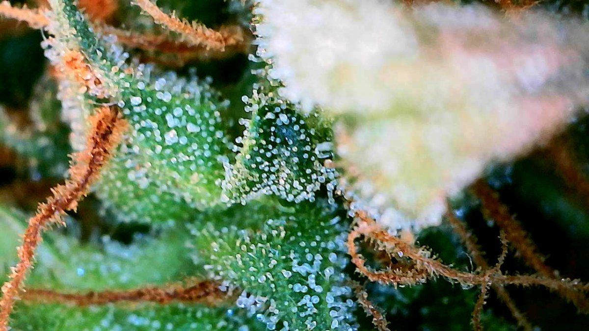 Trichomes day 68   4
