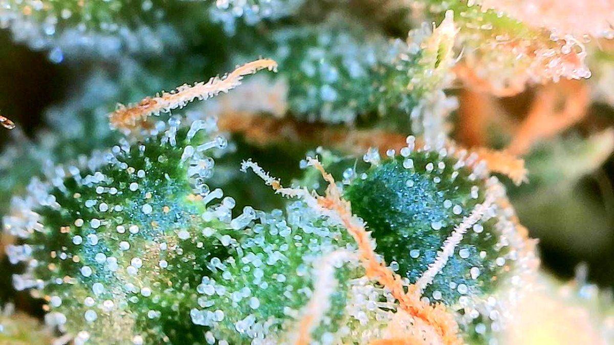 Trichomes day 68   5