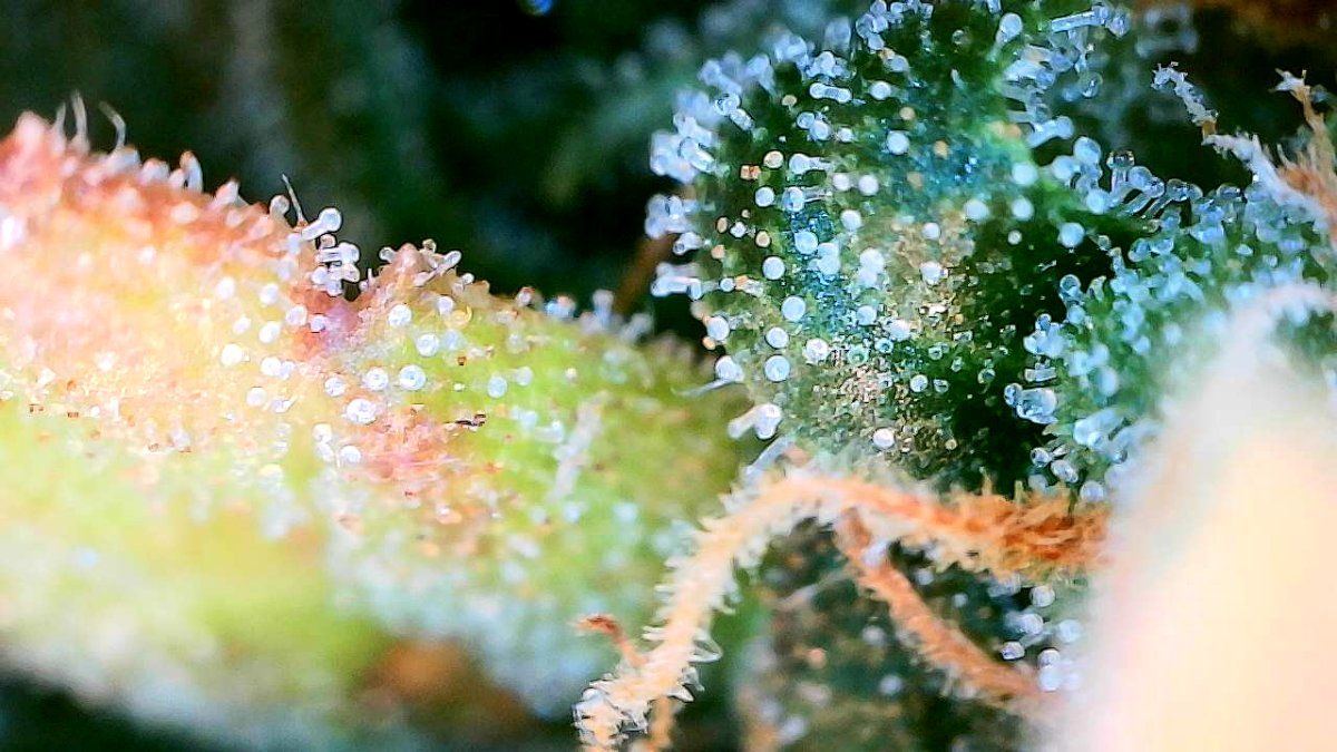 Trichomes day 68   6