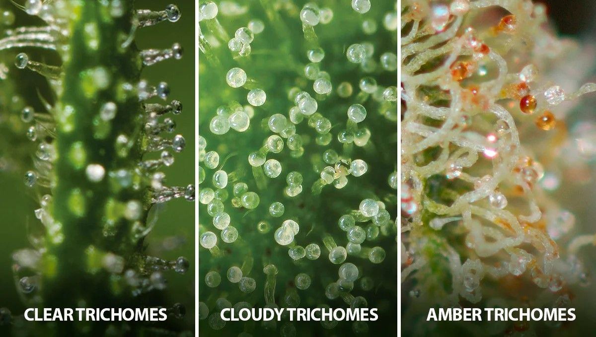 Trichomes