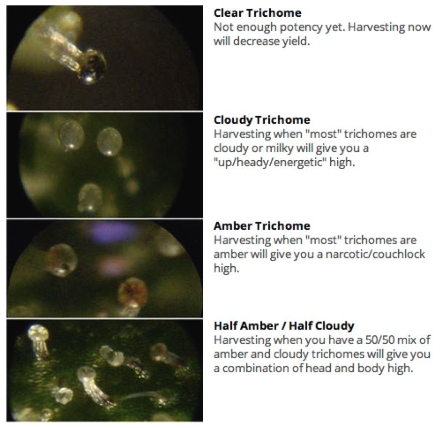 Trichomes