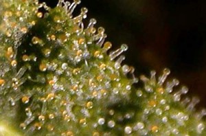 Trichomes