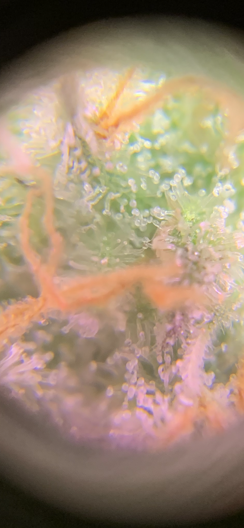 Trichomes look like they are turning a bit 4