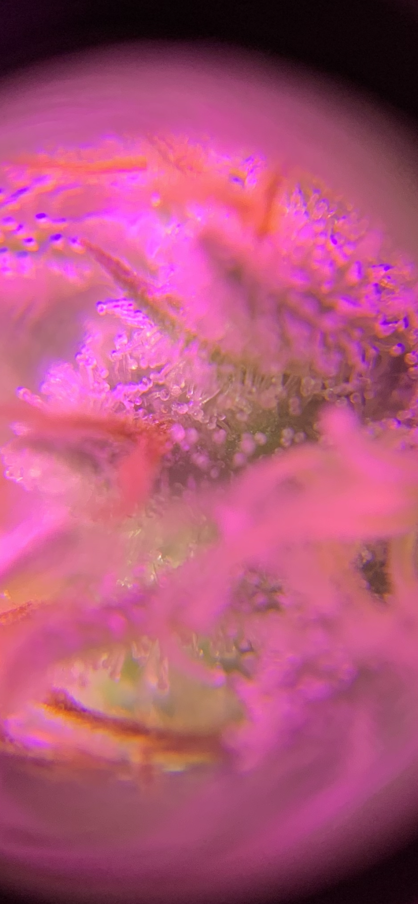 Trichomes look like they are turning a bit 5