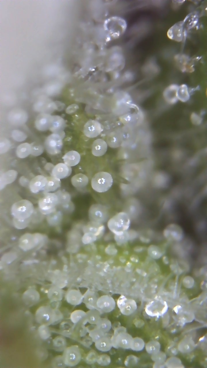 Trichomes milky but pistils are all white and hardly any buds 2