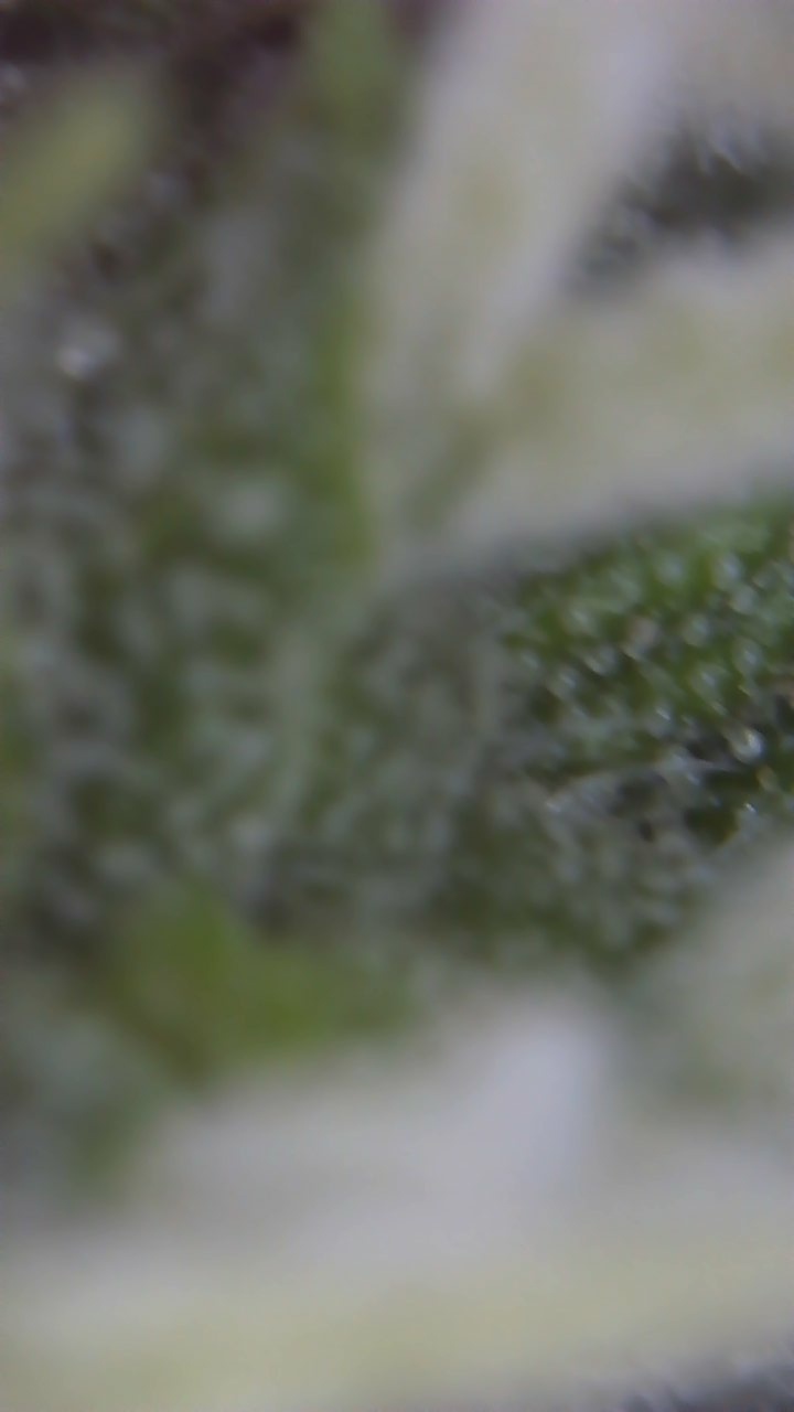 Trichomes milky but pistils are all white and hardly any buds 3