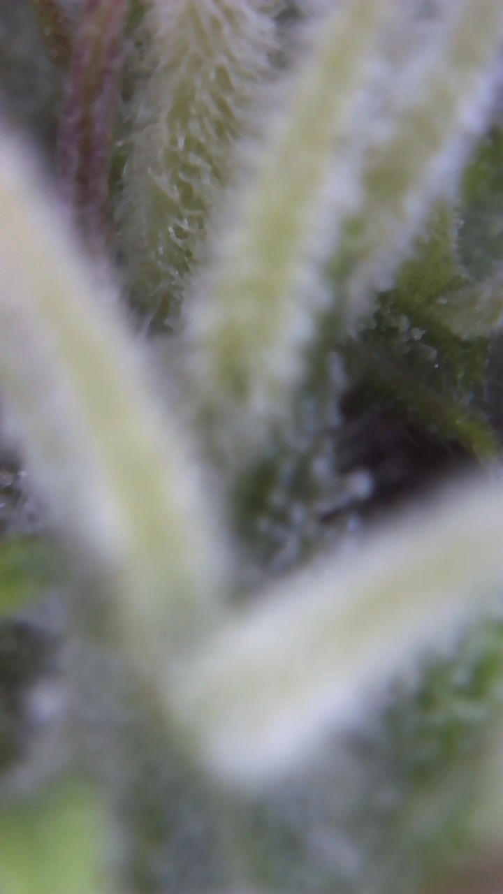 Trichomes milky but pistils are all white and hardly any buds 4