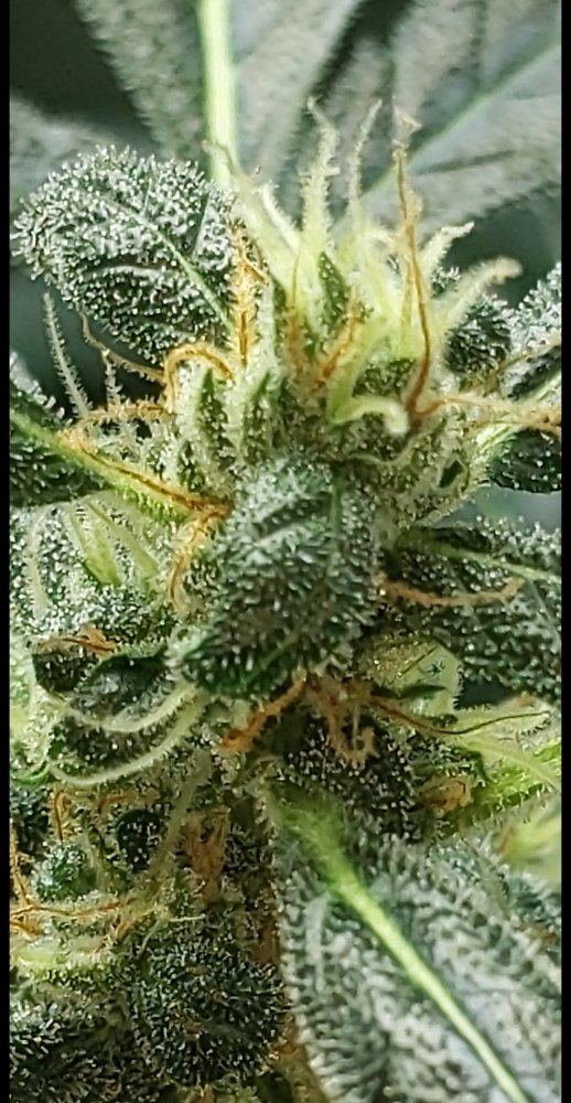 Trichomes readiness 3