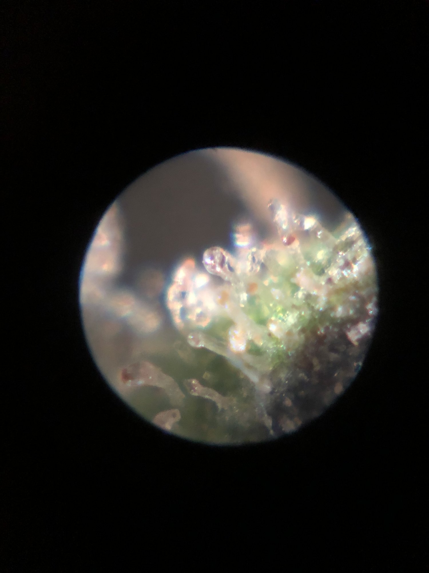 Trichomes ready for harvest 2