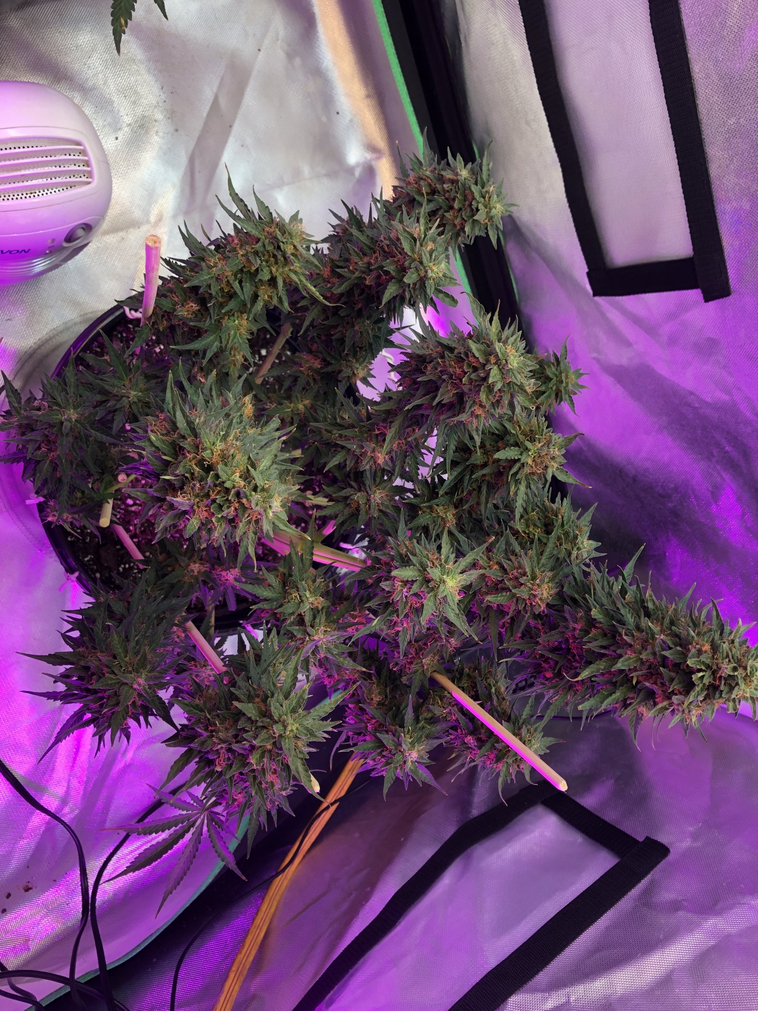 Trichomes ready for harvest 4