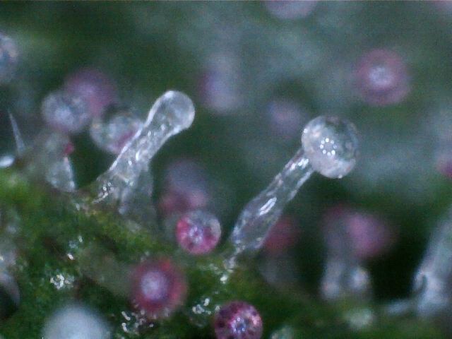 Trichromes 1