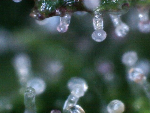 Trichromes 2