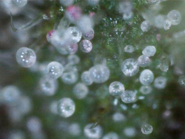 Trichromes