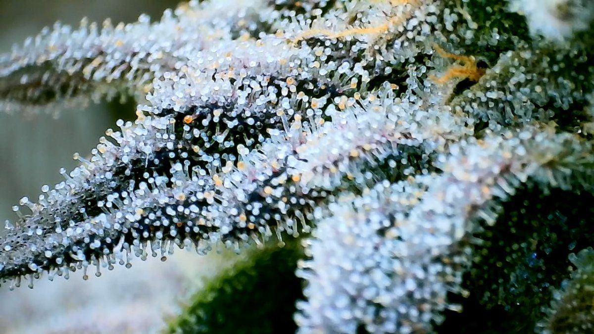 Trichs