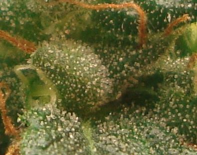 Trichs
