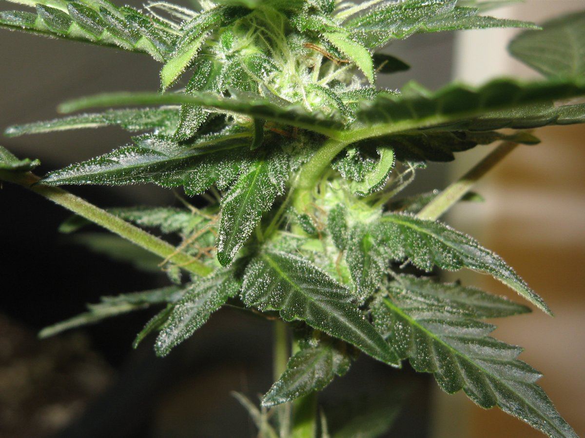 Trichs