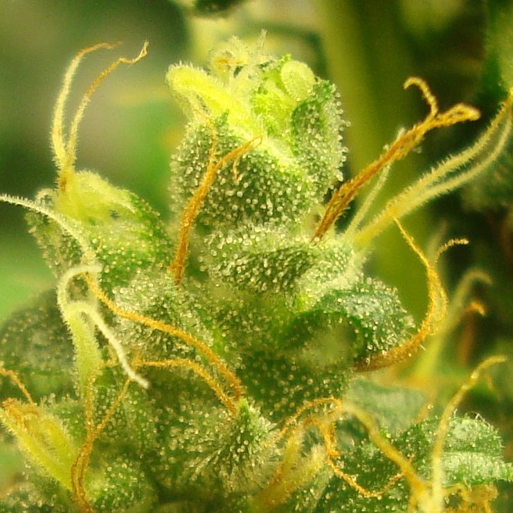 Trichs1