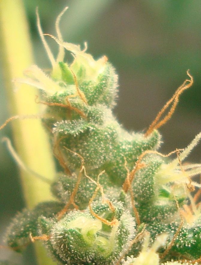 Trichs2