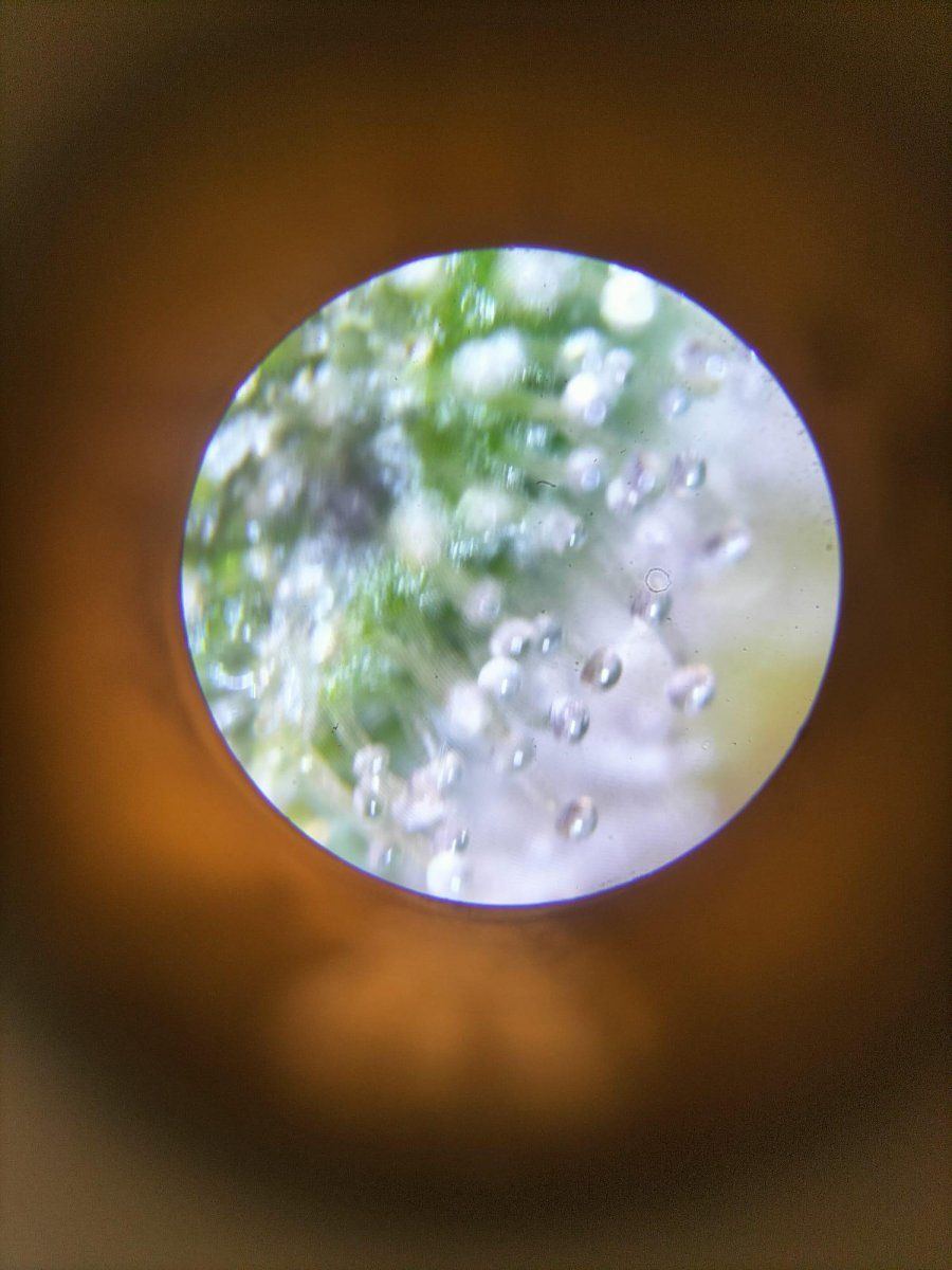 Trichs3