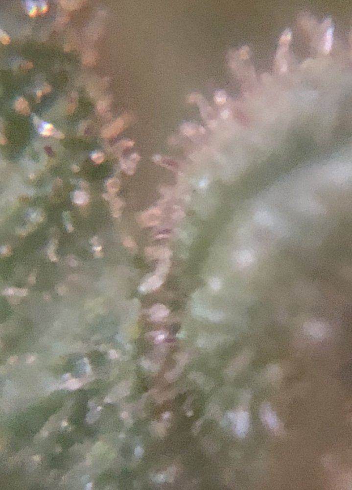 Tricomes stems gone armberred pics