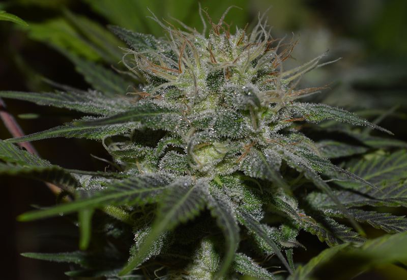 Tricpurpleplateau