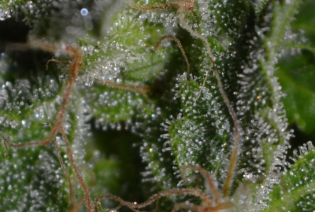 Tricshotlower