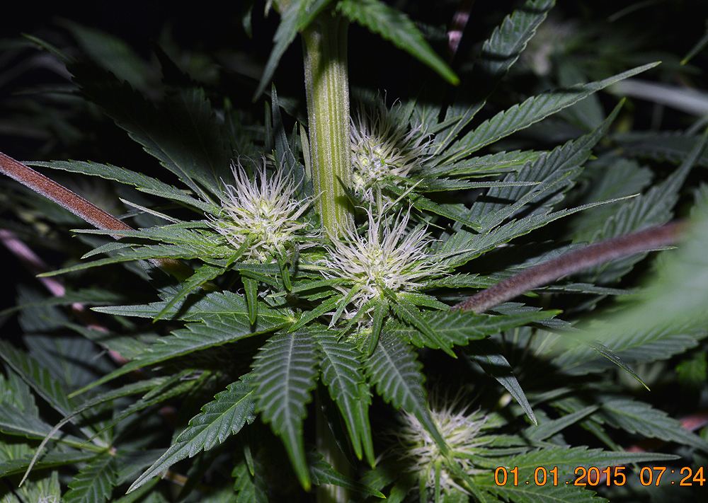 Triflowertri