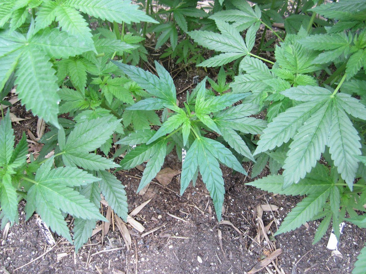 TrifoliateLeaf1