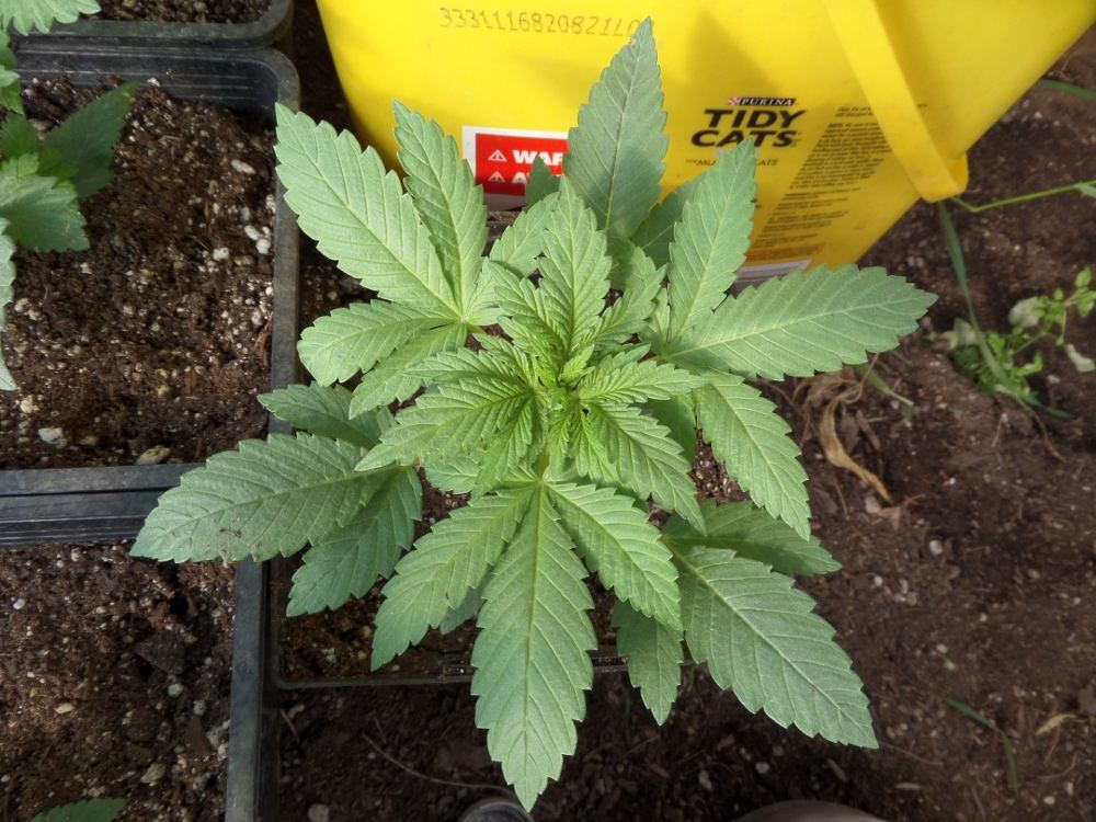 Trileafer41