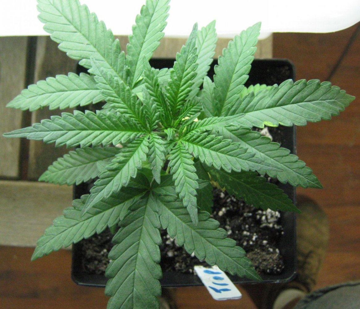 TriLeafTropicoma8 27