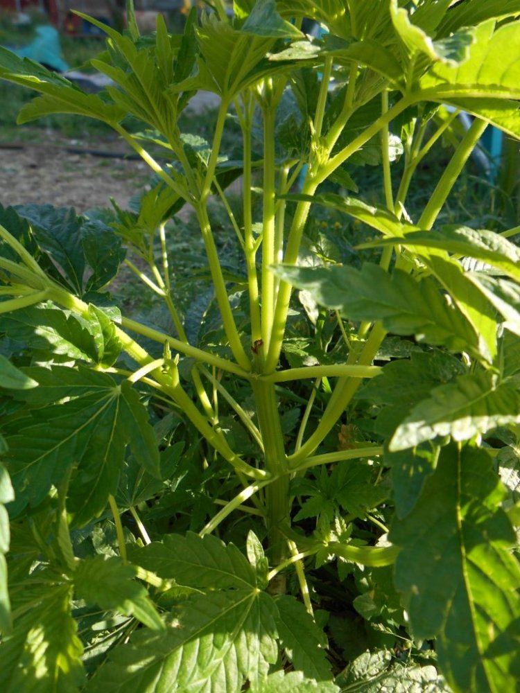 TrileafV414