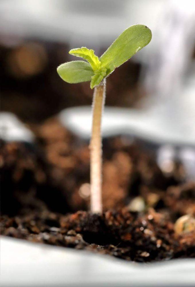 Trilogy seedling