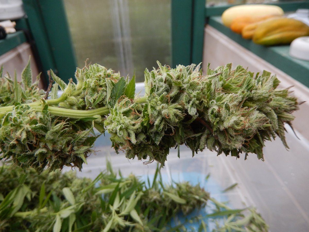 Trim 2