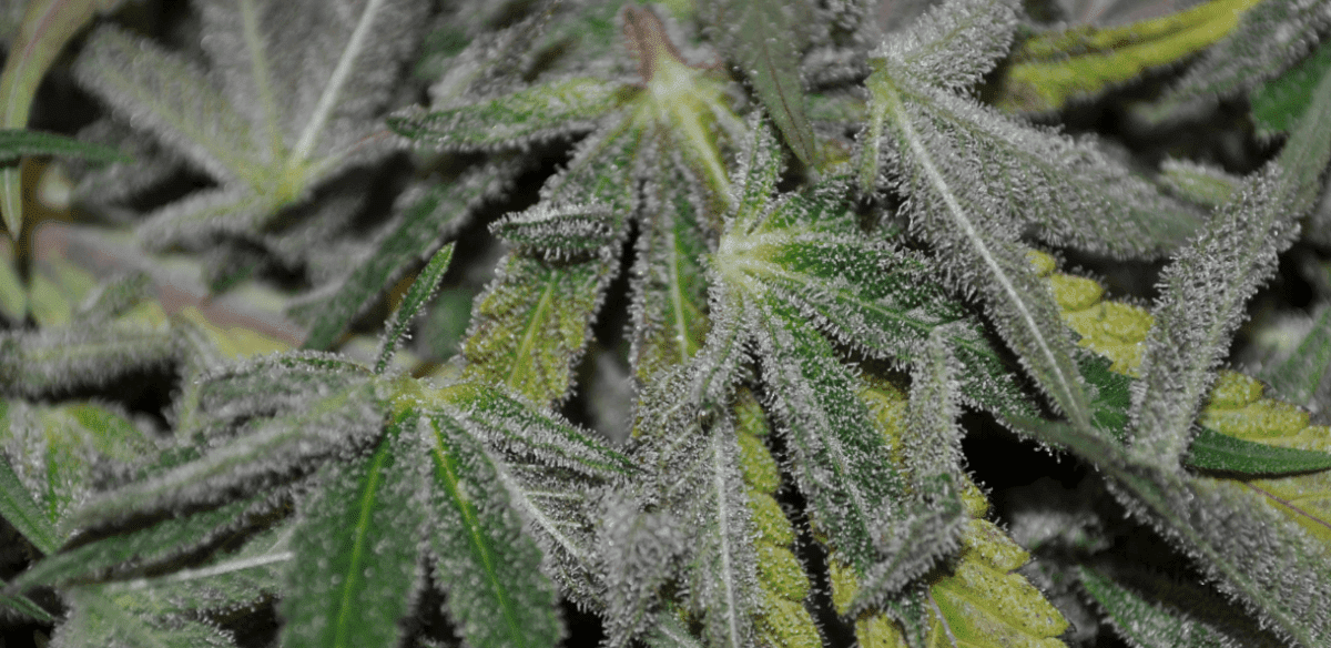 Trim