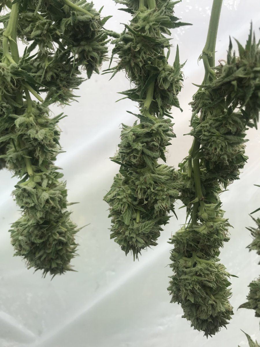 Trim1