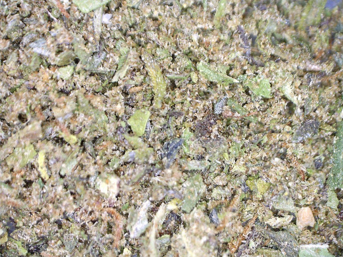 Trimandtricsctha5 100x