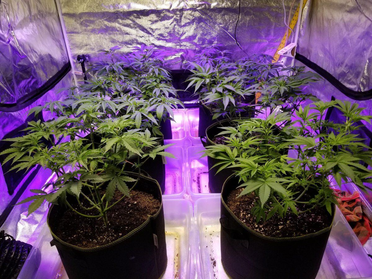 Trimmed for flower
