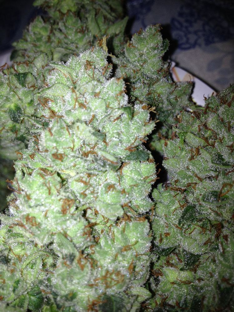 Trimmed