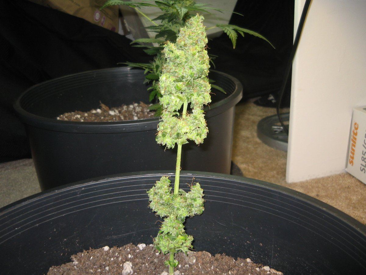 Trimmed