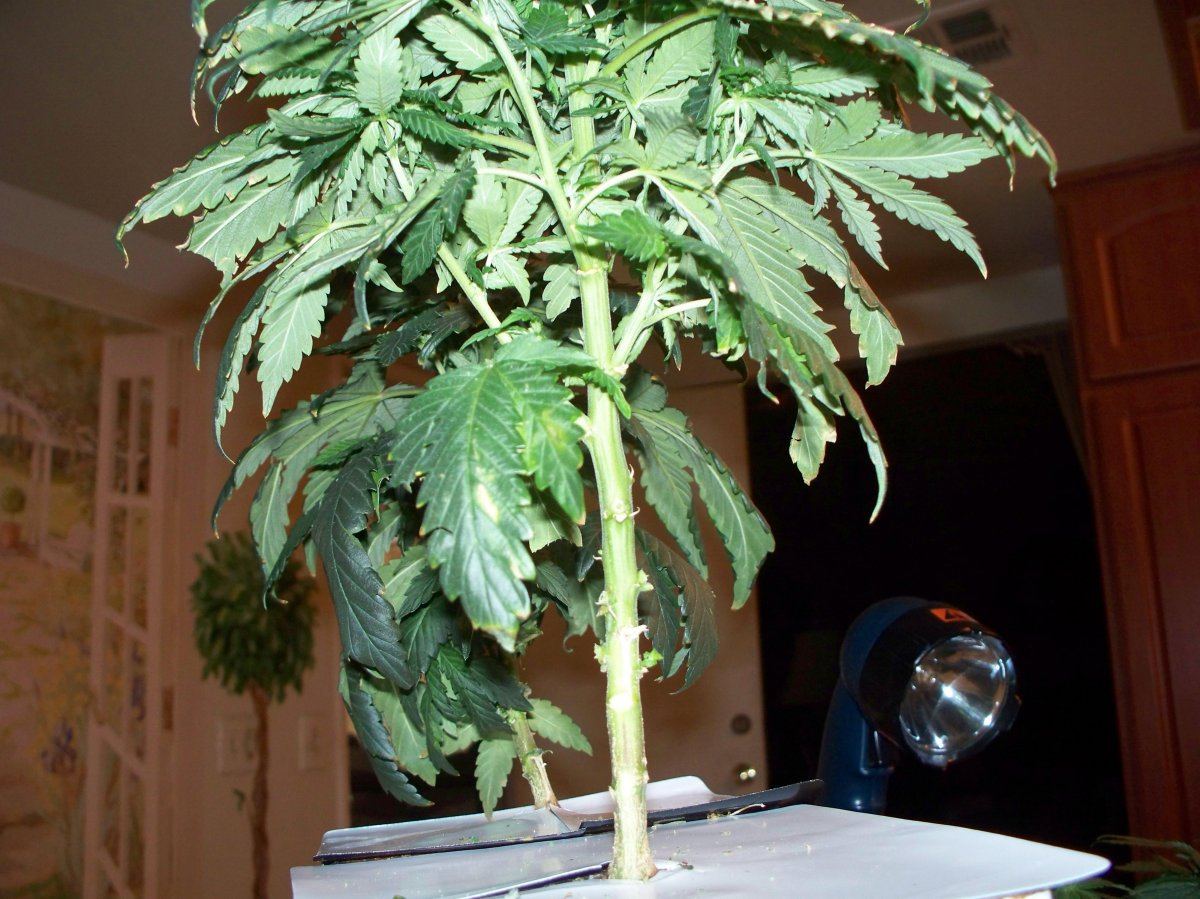 Trimming and cutting clones 005