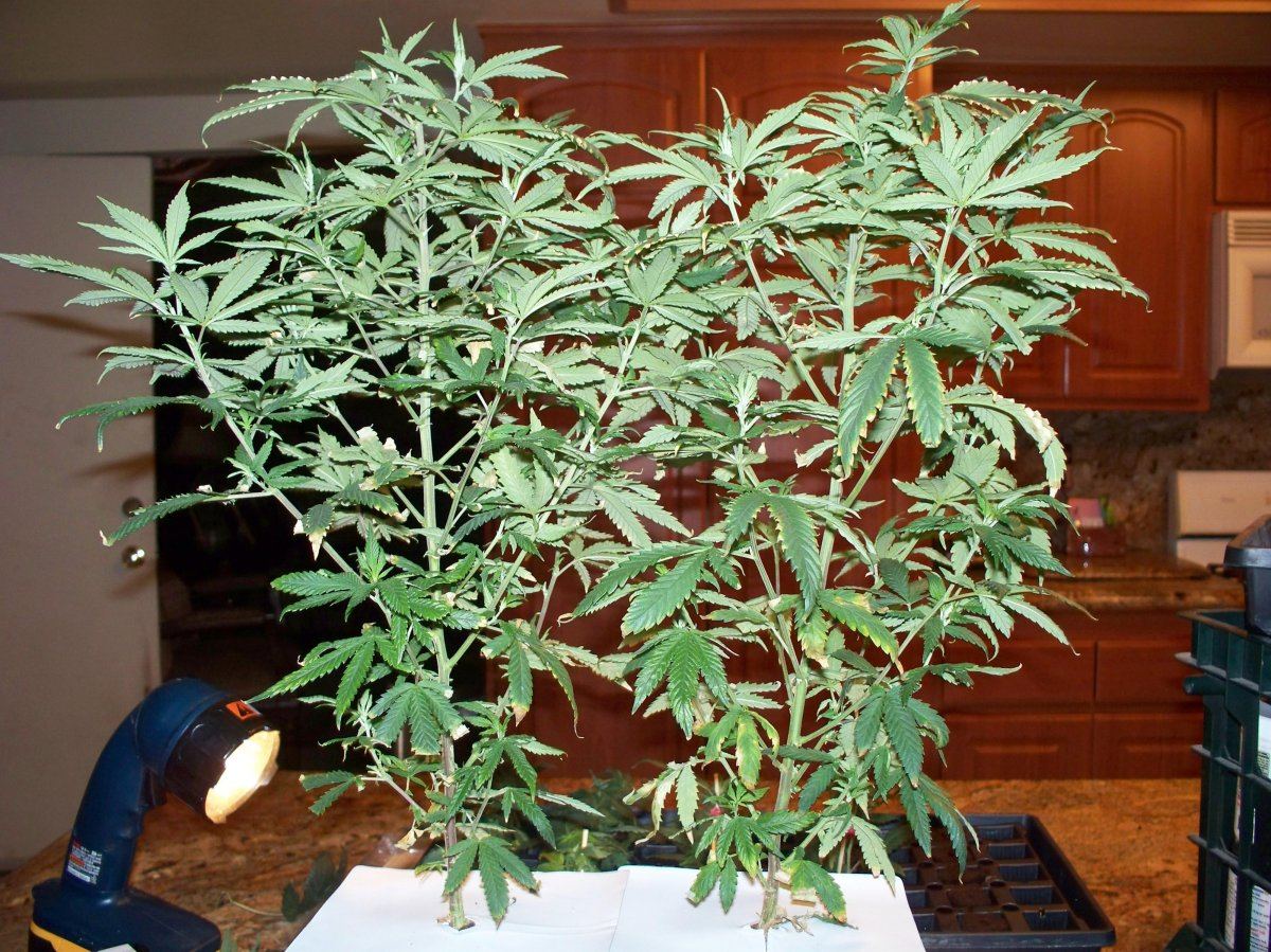 Trimming and cutting clones 015