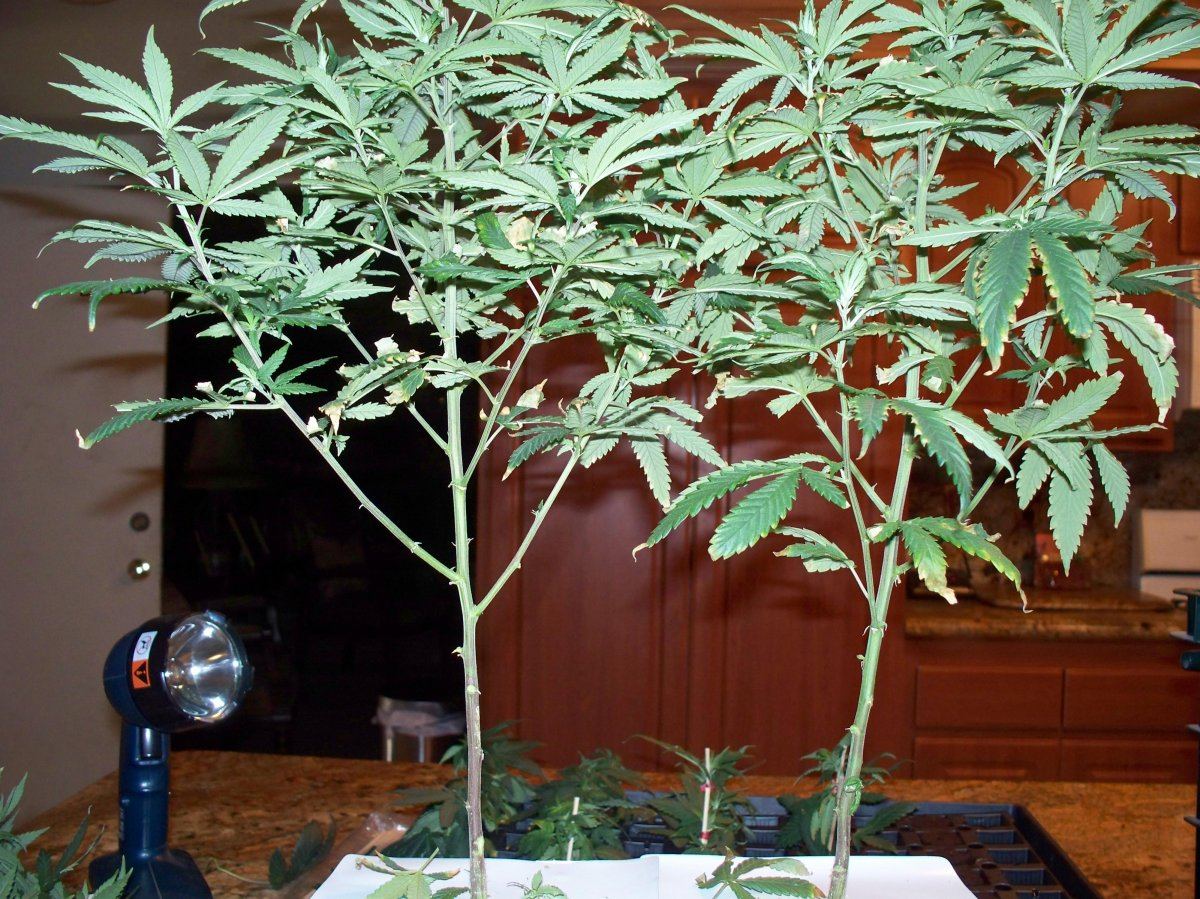 Trimming and cutting clones 016