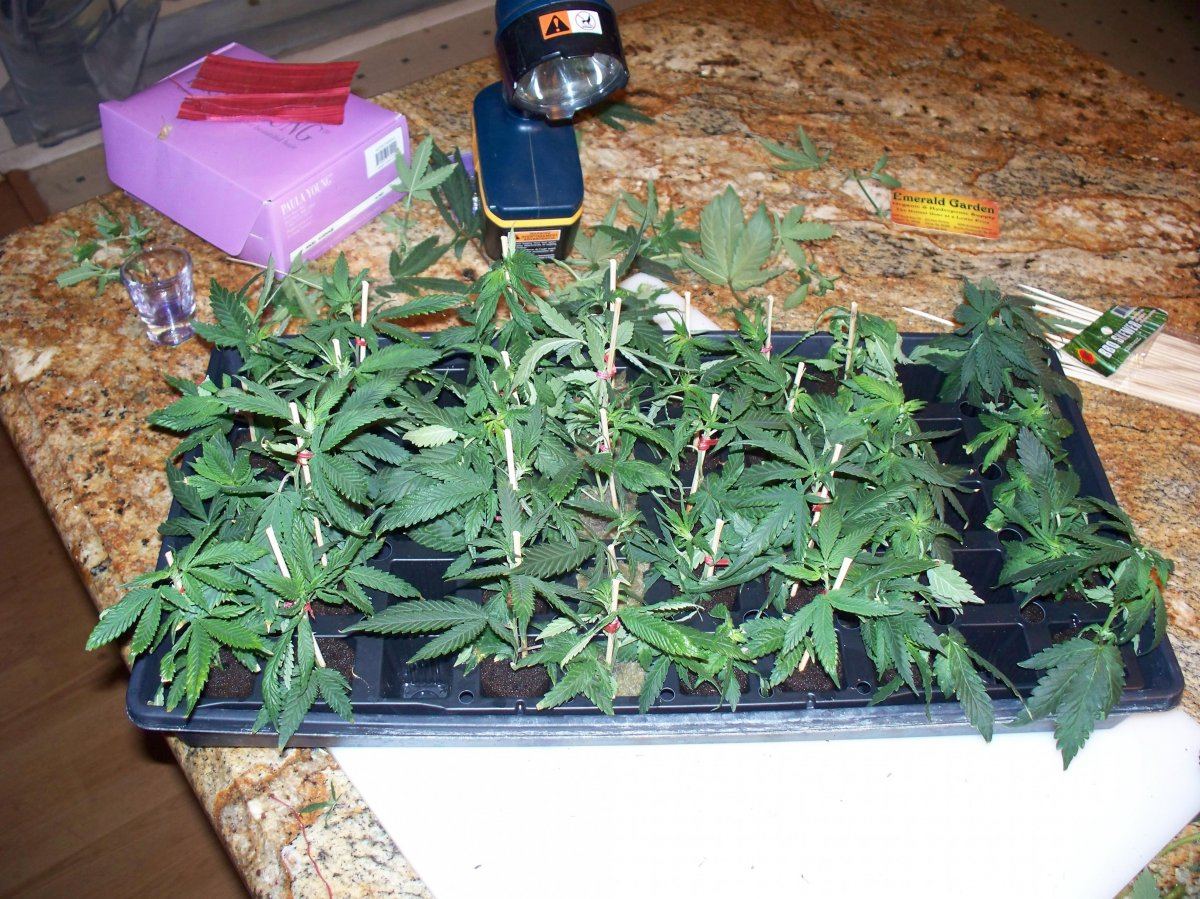 Trimming and cutting clones 019