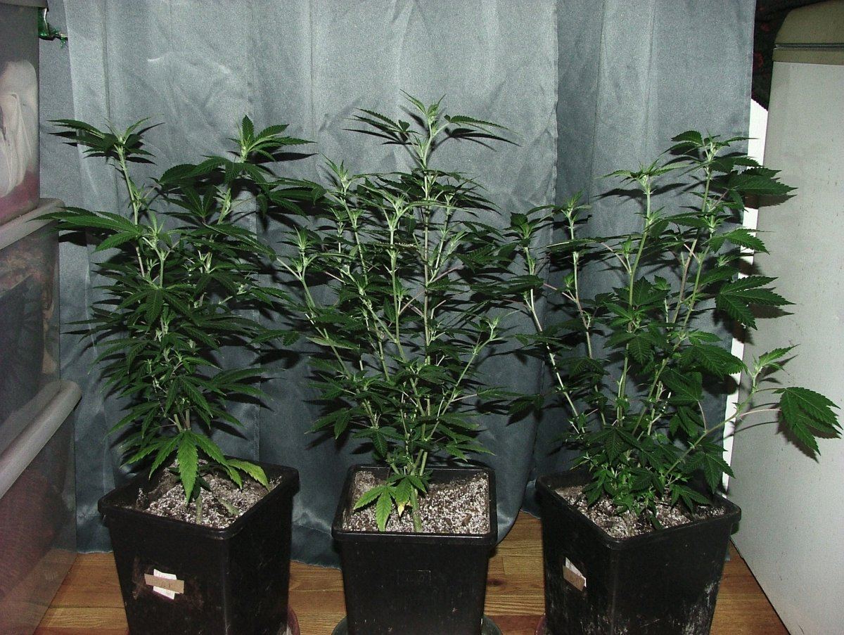 Trio 1